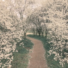 Mauerweg bei Asahi Kirschblütenalle