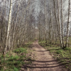 Mauerweg bei Asahi Kirschblütenalle