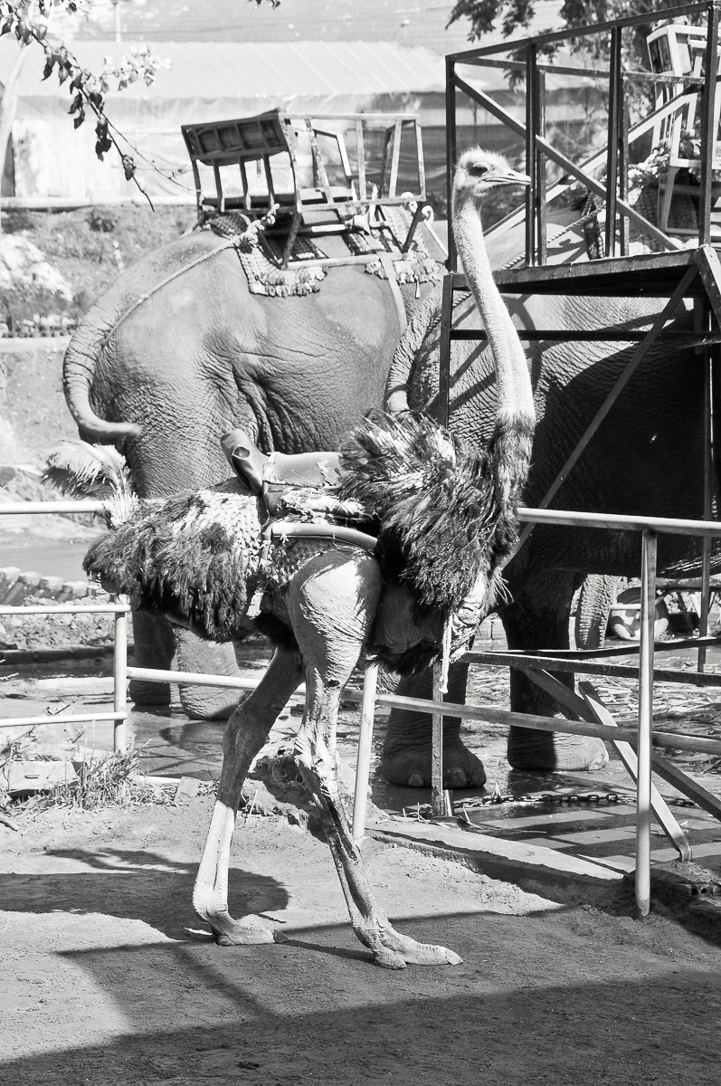 Stephan-Redel-0044-548-3929