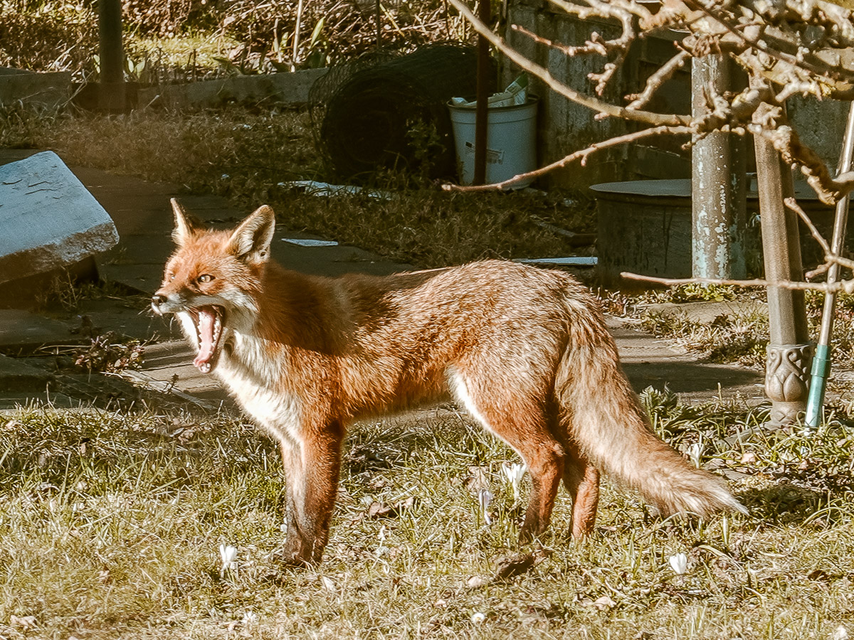 Stephan-Redel-0431-999-09253