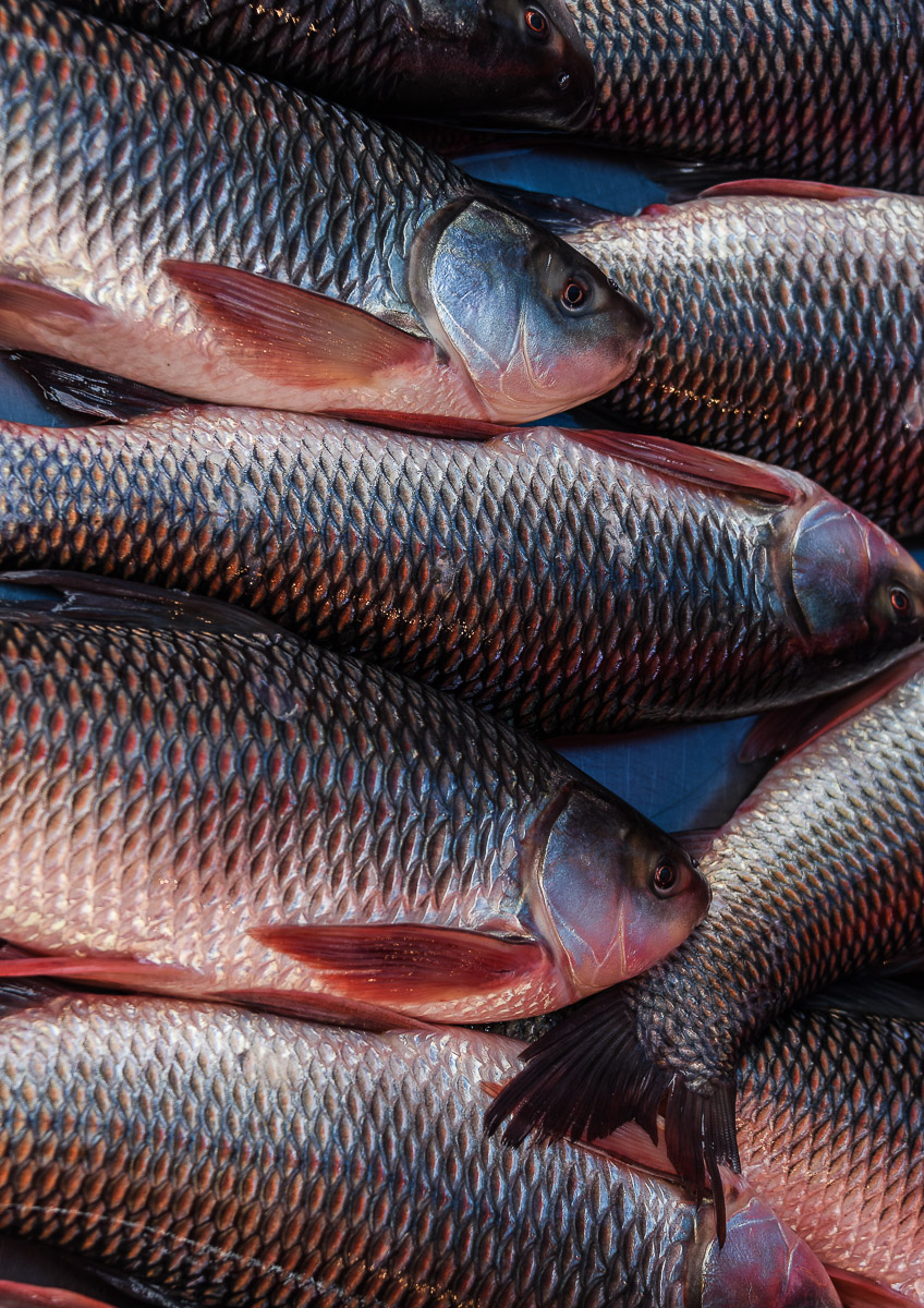 Stephan-Redel-0638-780-0486