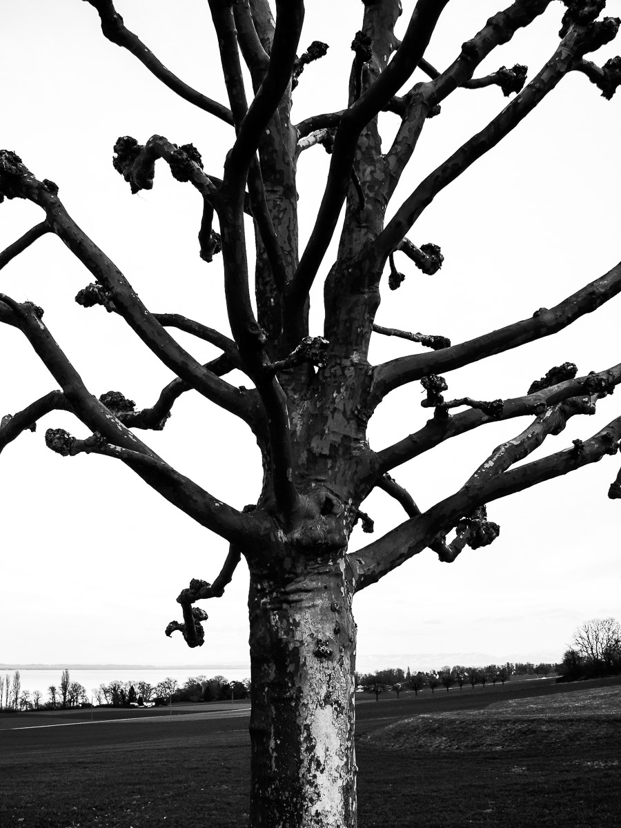 Stephan-Redel-0229-645-2121