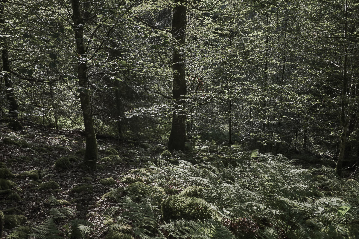 Stephan-Redel-0049-1112-07383