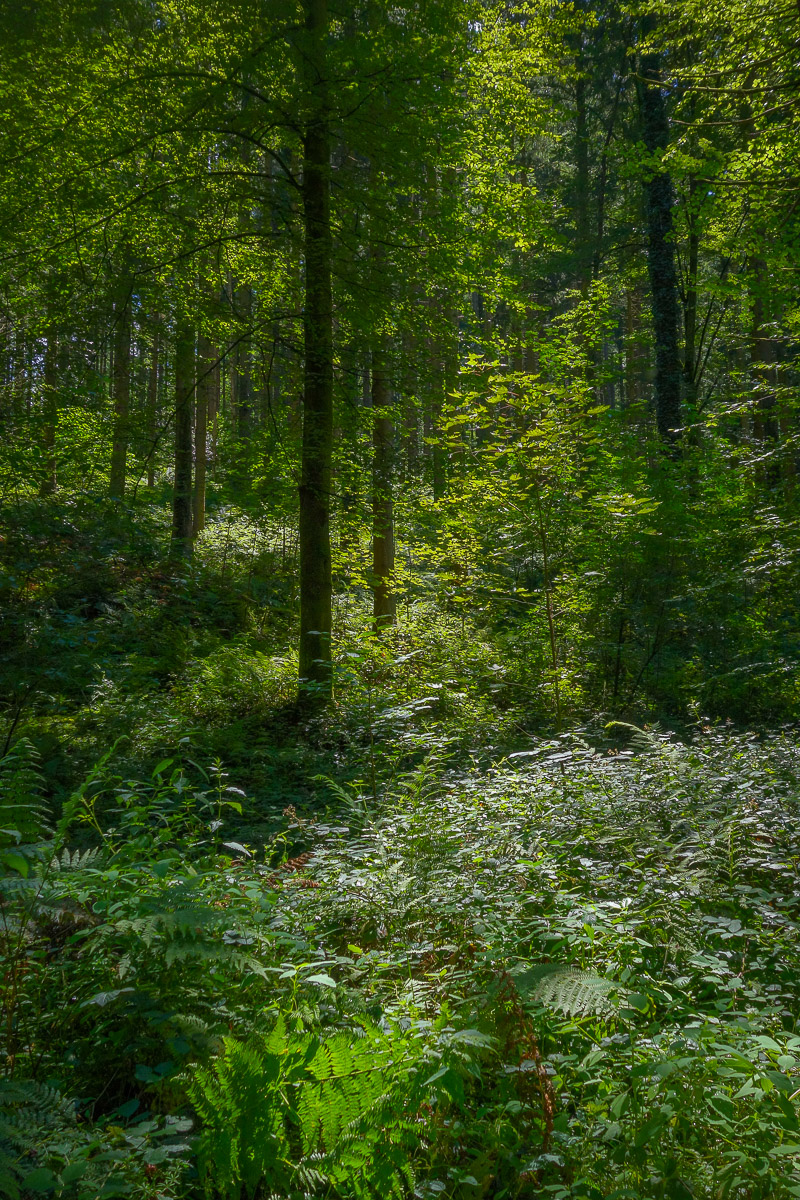 Stephan-Redel-0063-1109-03506