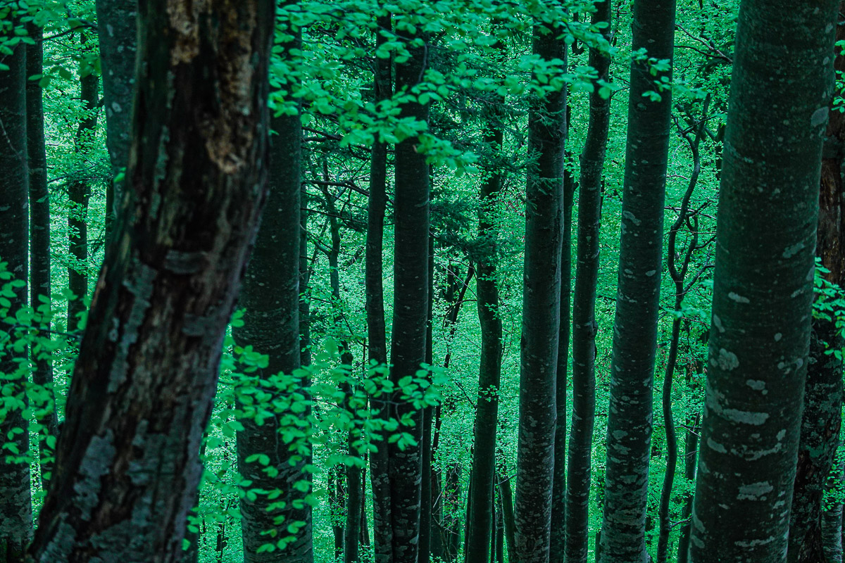 Stephan-Redel-0099-1054-509