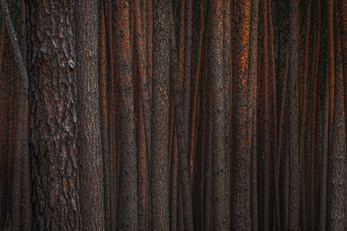 Stephan-Redel-0138-1065-01678