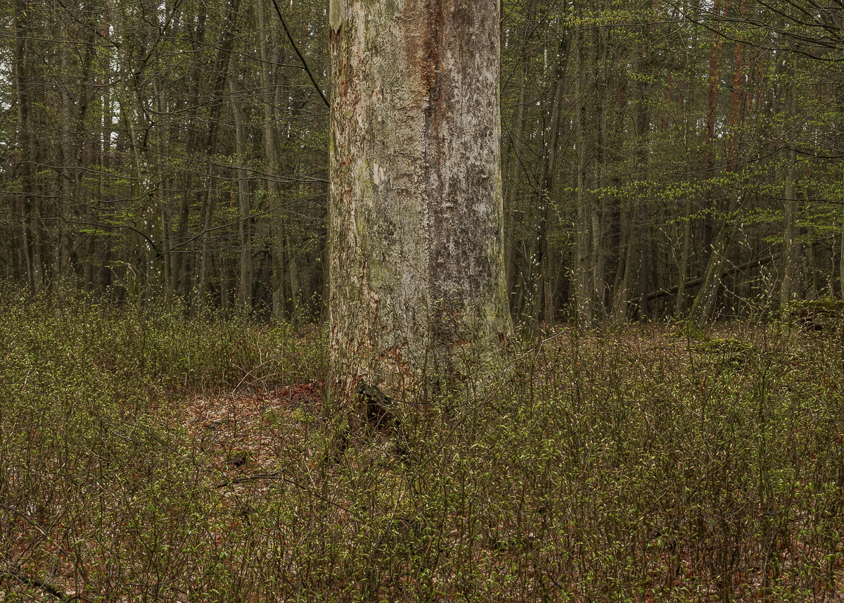 Stephan-Redel-0191-1005-00548