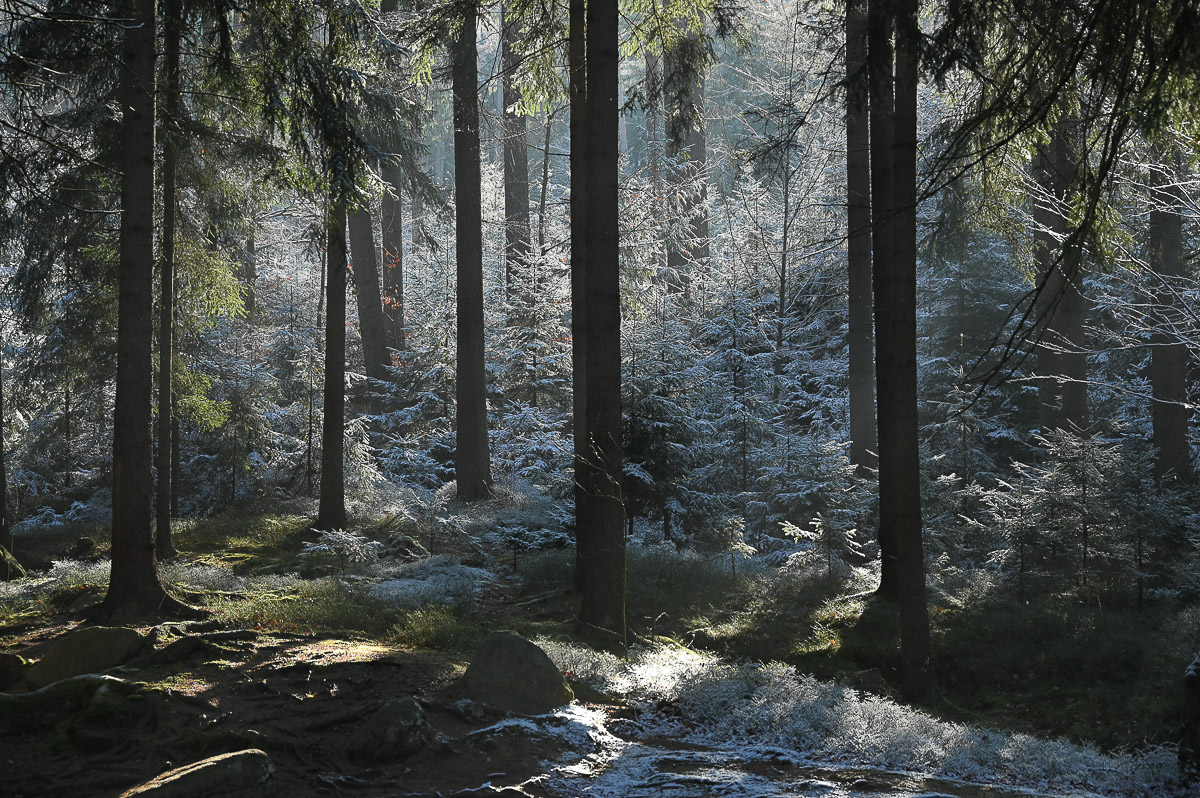 Stephan-Redel-0275-991-0101