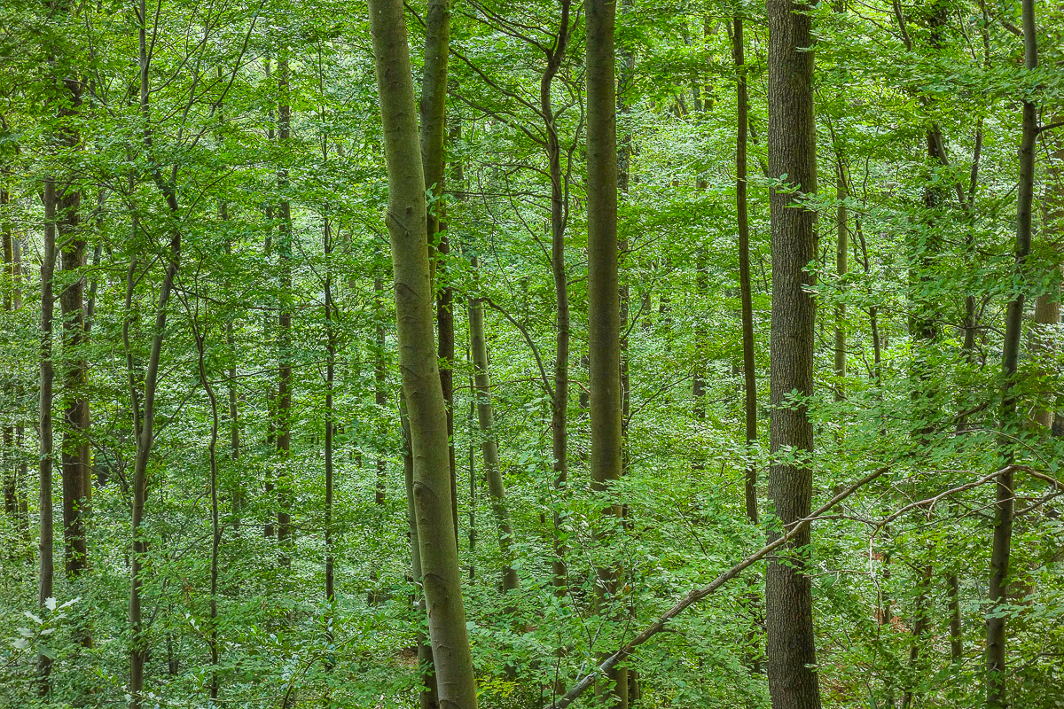 Stephan-Redel-0325-838-05651