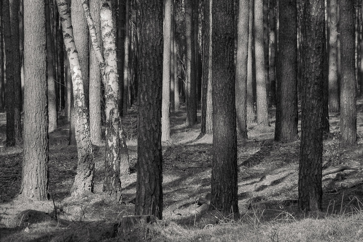 Stephan-Redel-0372-958-04315