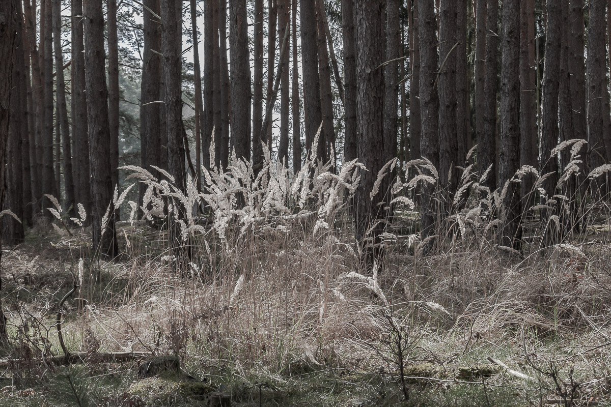 Stephan-Redel-0387-958-04277