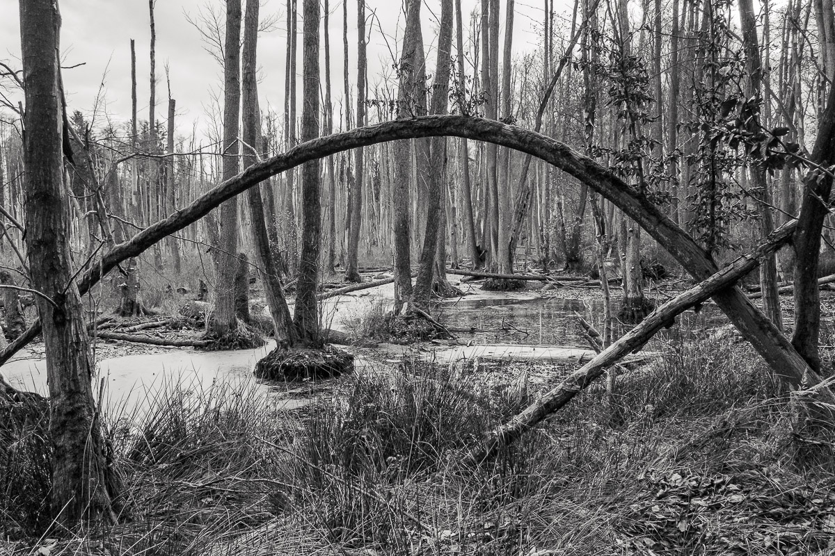 Stephan-Redel-0444-931-02517