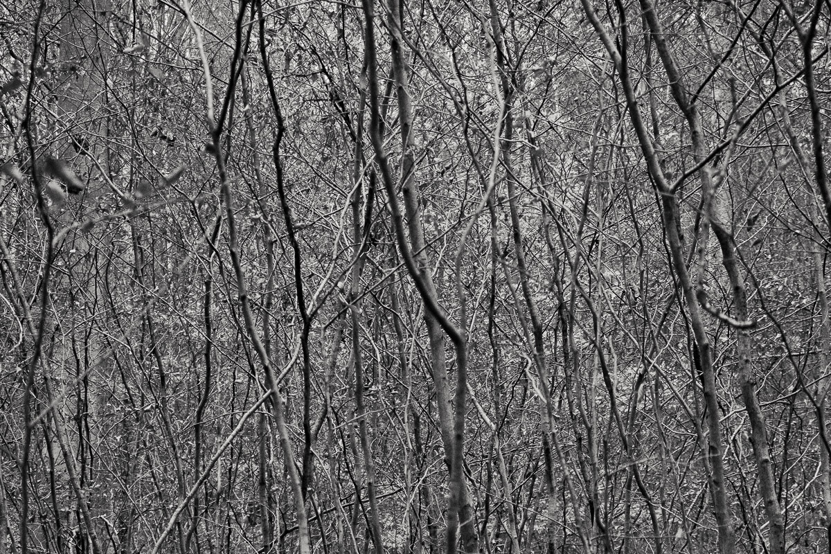 Stephan-Redel-0445-931-02509