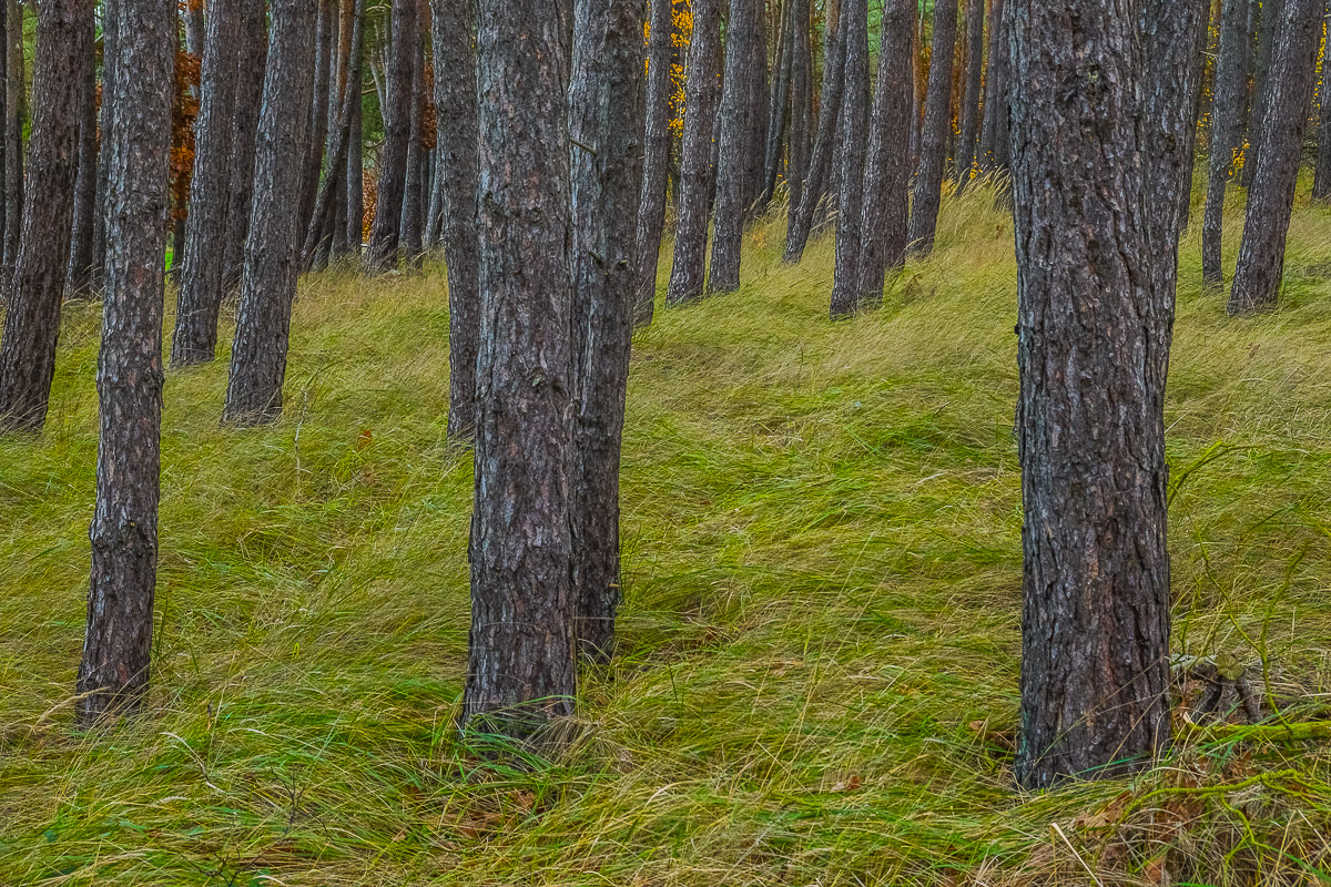 Stephan-Redel-0452-931-02473