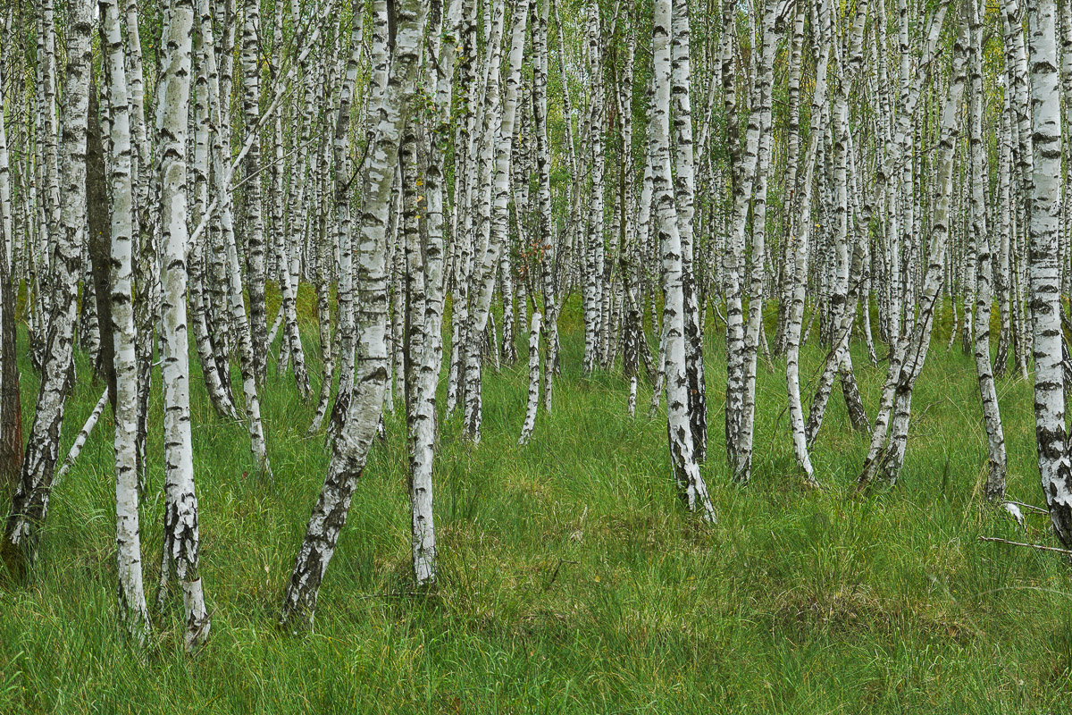 Stephan-Redel-0533-880-0053