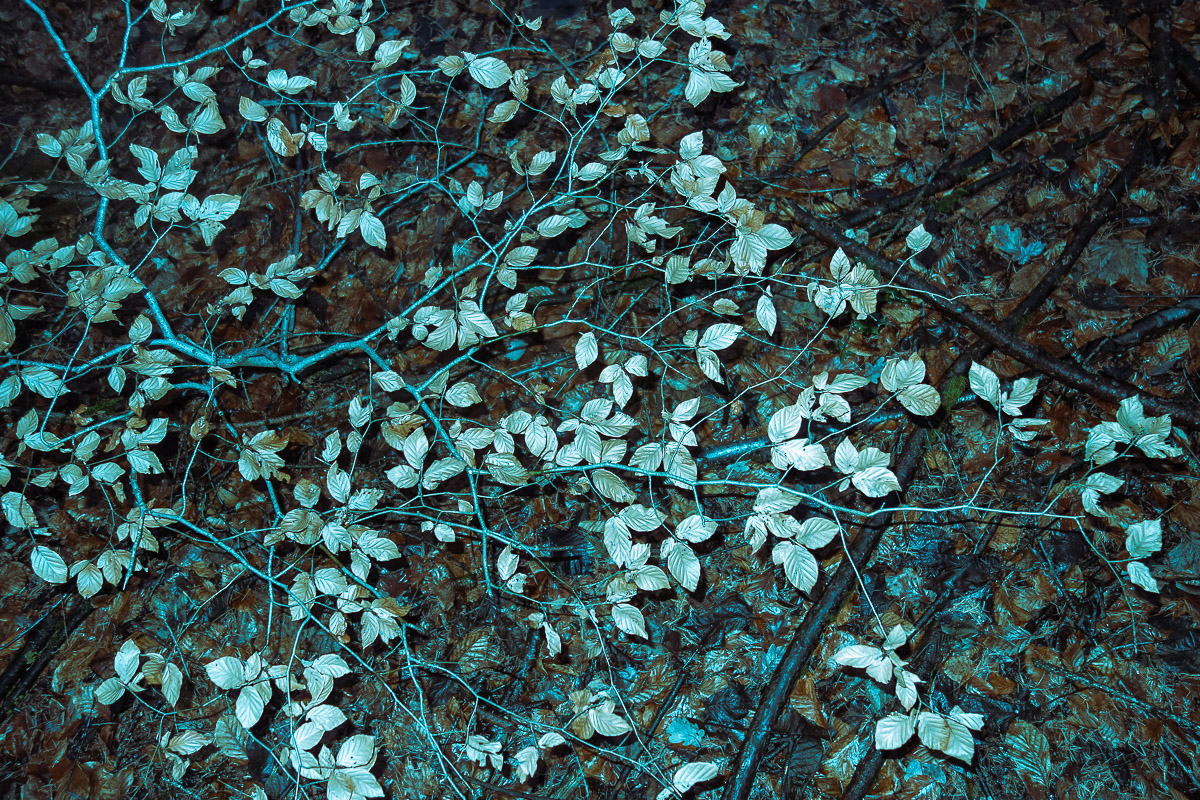 Stephan-Redel-0590-812-03749