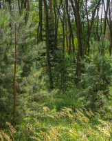 Stephan-Redel-0021-1103-03358