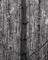 Stephan-Redel-0024-850-04173