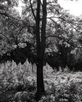 Stephan-Redel-0028-752-033