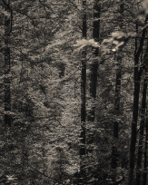 Stephan-Redel-0037-1112-07402