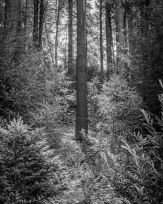 Stephan-Redel-0047-1112-06899