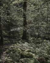 Stephan-Redel-0049-1112-07383