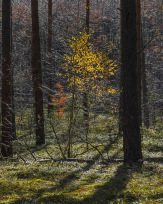 Stephan-Redel-0051-1081-03517