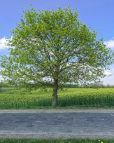 Stephan-Redel-0053-867-07936