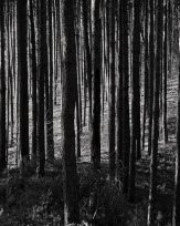 Stephan-Redel-0057-1081-03524