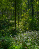 Stephan-Redel-0063-1109-03506