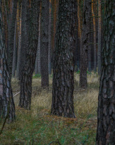 Stephan-Redel-0069-885-01252