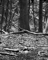 Stephan-Redel-0161-990-08266