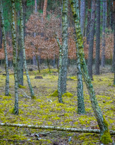 Stephan-Redel-0177-952-03963