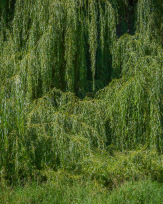 Stephan-Redel-0187-914-09278