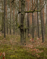 Stephan-Redel-0190-1005-00555