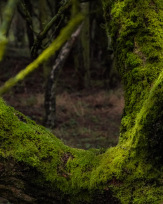 Stephan-Redel-0204-938-03184