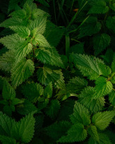 Stephan-Redel-0206-692-4155