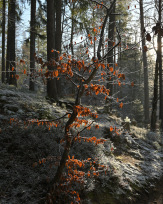 Stephan-Redel-0231-991-0109