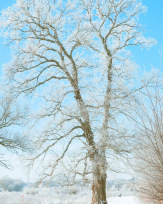 Stephan-Redel-0237-950-03495