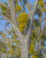 Stephan-Redel-0241-950-03539