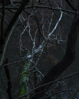 Stephan-Redel-0250-933-02709