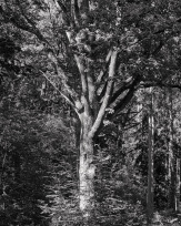 Stephan-Redel-0251-1065-01607