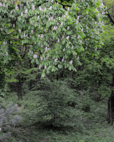 Stephan-Redel-0263-487_STR9875