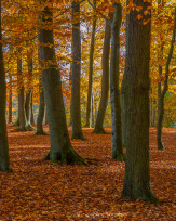 Stephan-Redel-0278-693-6873