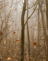 Stephan-Redel-0283-934-02761