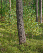 Stephan-Redel-0308-889-0027