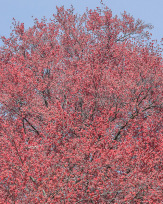 Stephan-Redel-0336-868-08299