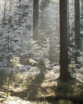 Stephan-Redel-0339-991-0105