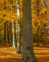 Stephan-Redel-0345-693-6879