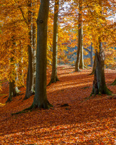 Stephan-Redel-0346-693-6875